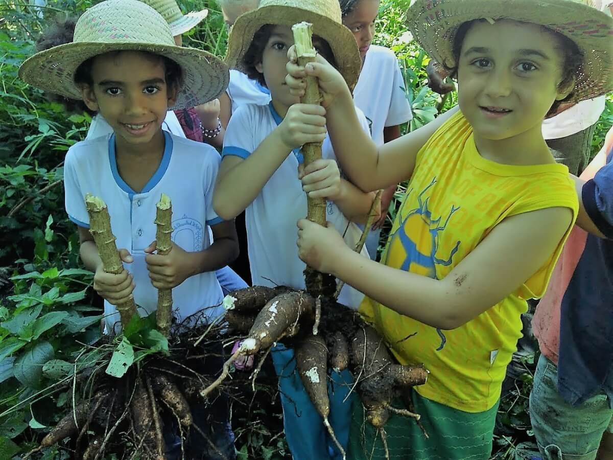 Escola na Roça cultivando a Mandioca